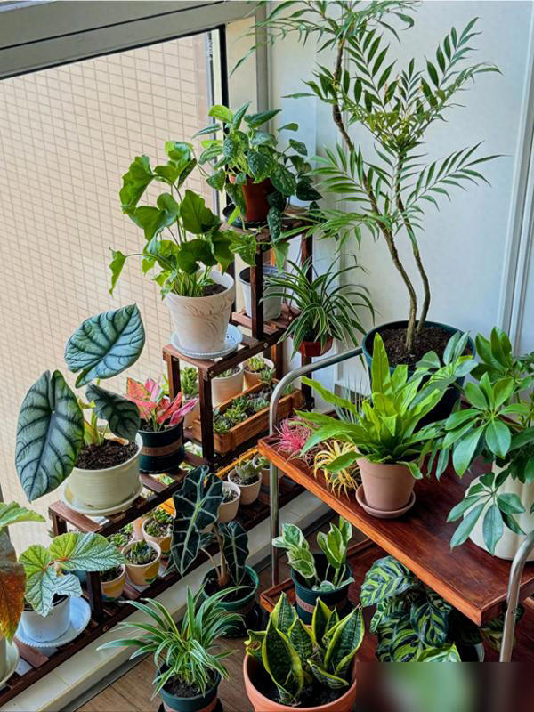 家里这3个地方空着别养花！越养越不顺，绝非迷信