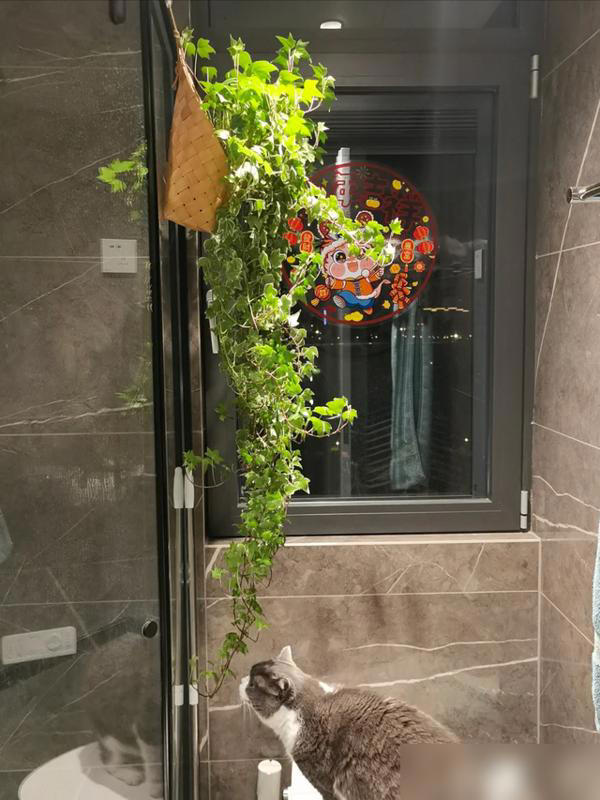 家里这3个地方空着别养花！越养越不顺，绝非迷信