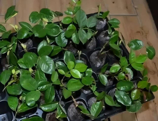 路边看到5种花，掐点枝条带回家插土里，生根快当年有花赏