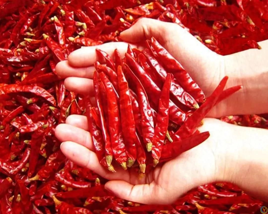 辣椒是&lsquo;百毒***&rsquo;？你还敢吃辣椒吗？