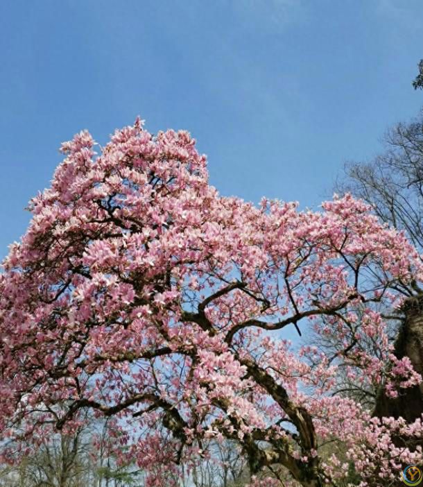 贵州一棵树活了150年，因“开花太仙”走红，拍照古韵十足