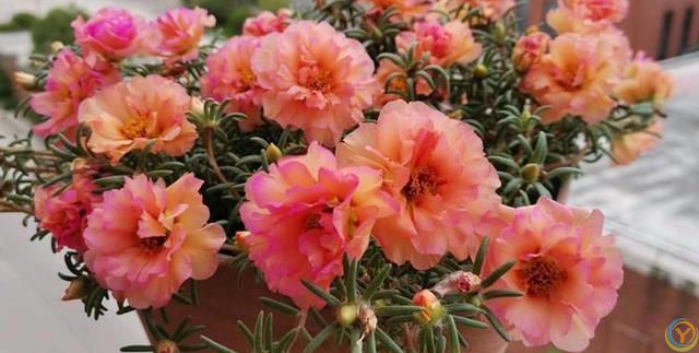 这 4 种花不怕烈日晒，越晒越盛，第3种干了也不褪色