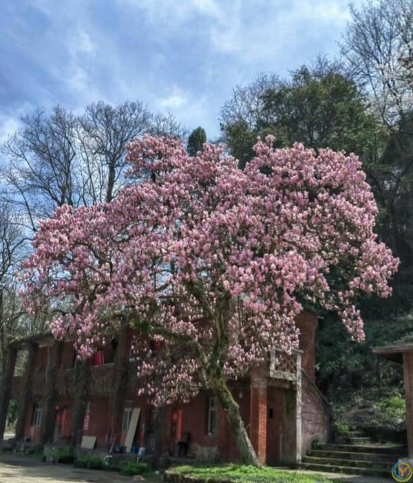 贵州一棵树活了150年，因“开花太仙”走红，拍照古韵十足