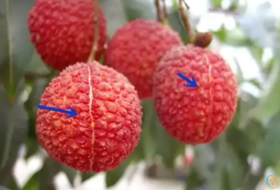 买荔枝牢记&ldquo;尖头圆头&rdquo;区别！4点技巧选肉厚核小果