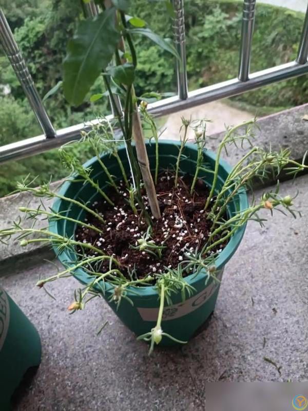 养好太阳花做好“3件事”，10天疯长爆花，盆盆上百朵