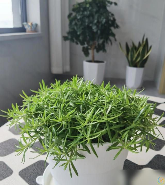 养好太阳花做好“3件事”，10天疯长爆花，盆盆上百朵