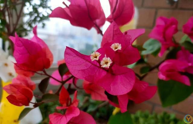 这 4 种花不怕烈日晒，越晒越盛，第3种干了也不褪色