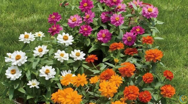 这 4 种花不怕烈日晒，越晒越盛，第3种干了也不褪色