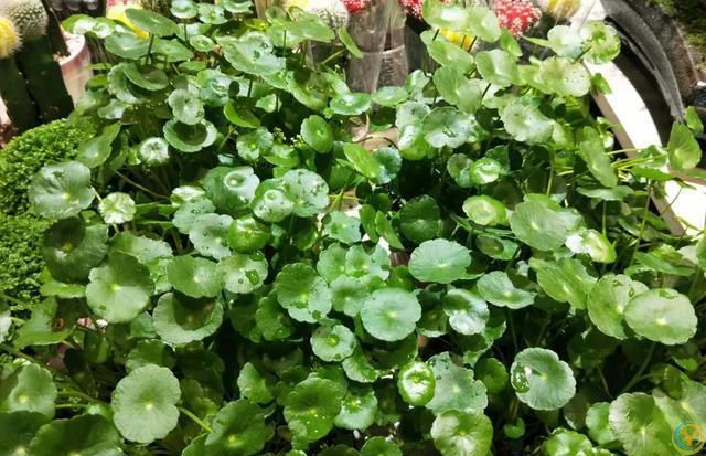 这 4 种花不怕烈日晒，越晒越盛，第3种干了也不褪色