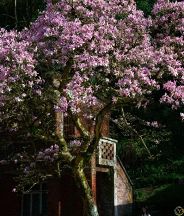 贵州一棵树活了150年，因&ldquo;开花太仙&rdquo;走红，拍照古韵十足