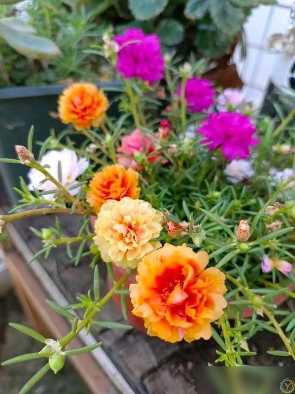 养好太阳花做好“3件事”，10天疯长爆花，盆盆上百朵