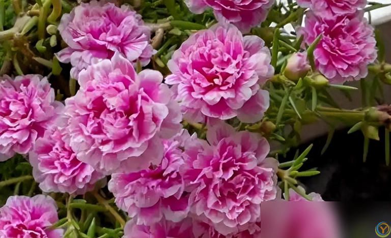 养好太阳花做好“3件事”，10天疯长爆花，盆盆上百朵