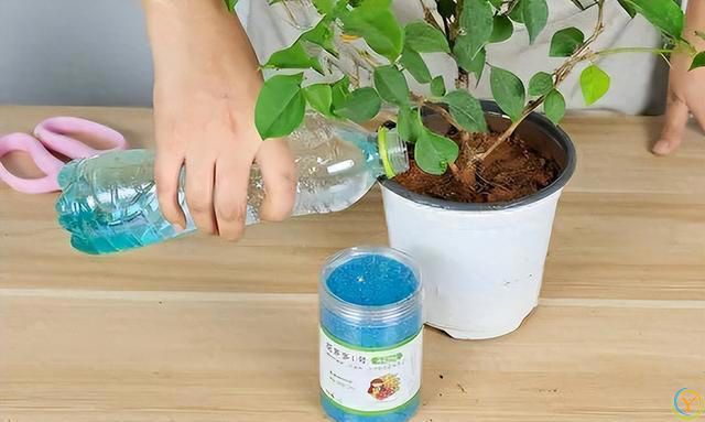 三角梅4步“催花术”，天天开成花瀑布！