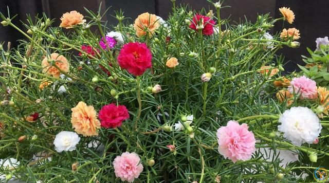 这 4 种花不怕烈日晒，越晒越盛，第3种干了也不褪色