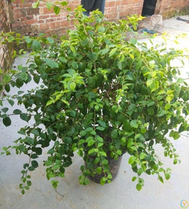 三角梅4步“催花术”，天天开成花瀑布！