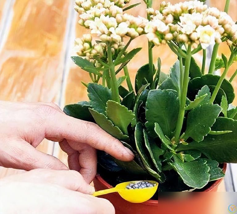 养好太阳花做好“3件事”，10天疯长爆花，盆盆上百朵