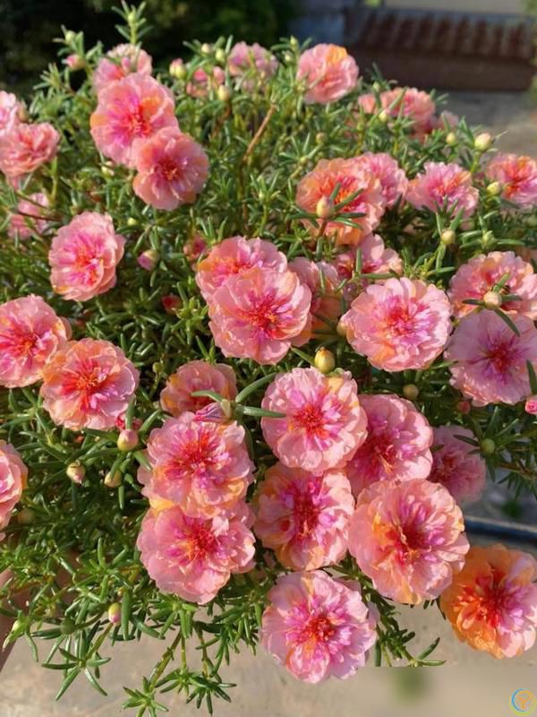 养好太阳花做好“3件事”，10天疯长爆花，盆盆上百朵