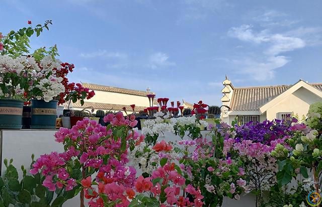 三角梅4步“催花术”，天天开成花瀑布！