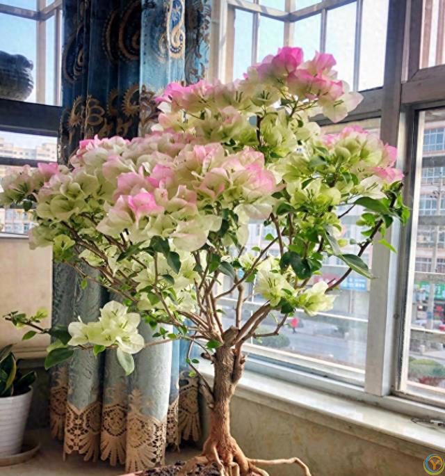 三角梅4步&ldquo;催花术&rdquo;，天天开成花瀑布！