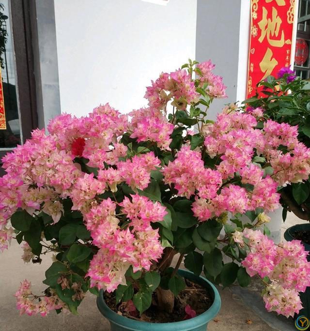 三角梅4步“催花术”，天天开成花瀑布！