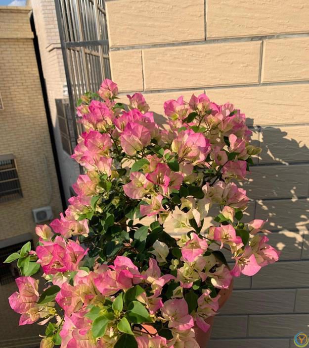 三角梅4步“催花术”，天天开成花瀑布！