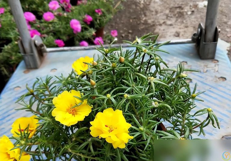 养好太阳花做好“3件事”，10天疯长爆花，盆盆上百朵