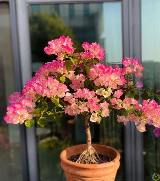 三角梅4步“催花术”，天天开成花瀑布！