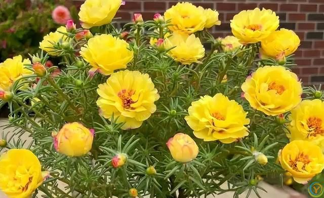 这 4 种花不怕烈日晒，越晒越盛，第3种干了也不褪色