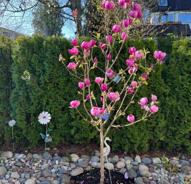 贵州一棵树活了150年，因“开花太仙”走红，拍照古韵十足