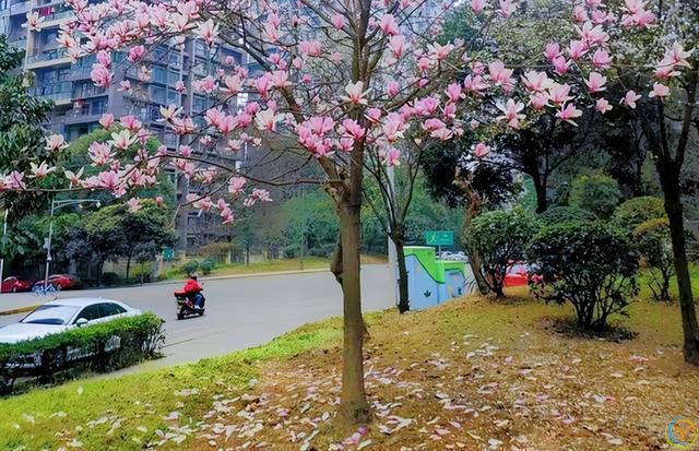 贵州一棵树活了150年，因“开花太仙”走红，拍照古韵十足