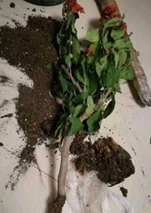 三角梅4步“催花术”，天天开成花瀑布！