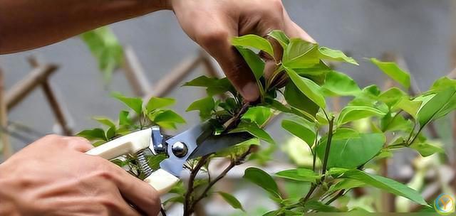 三角梅4步“催花术”，天天开成花瀑布！