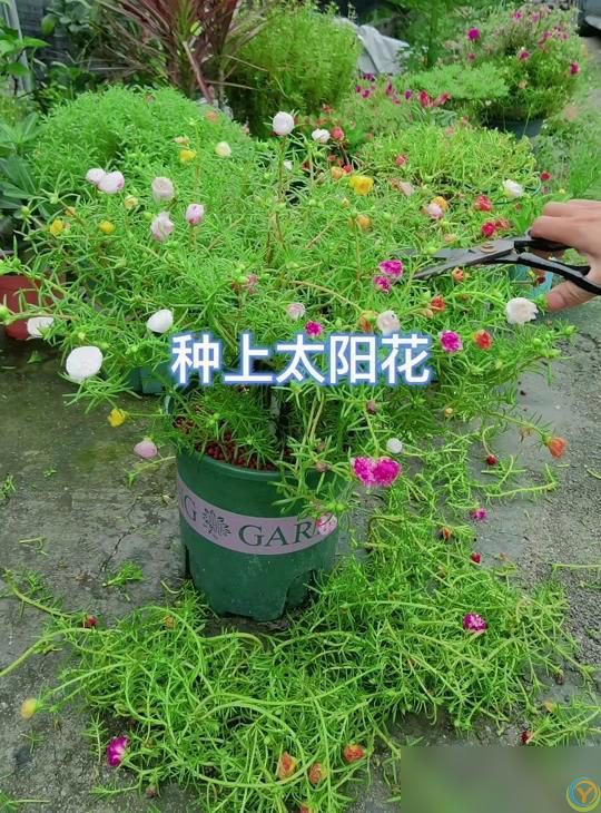 养好太阳花做好“3件事”，10天疯长爆花，盆盆上百朵