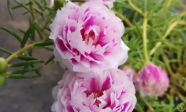 这 4 种花不怕烈日晒，越晒越盛，第3种干了也不褪色