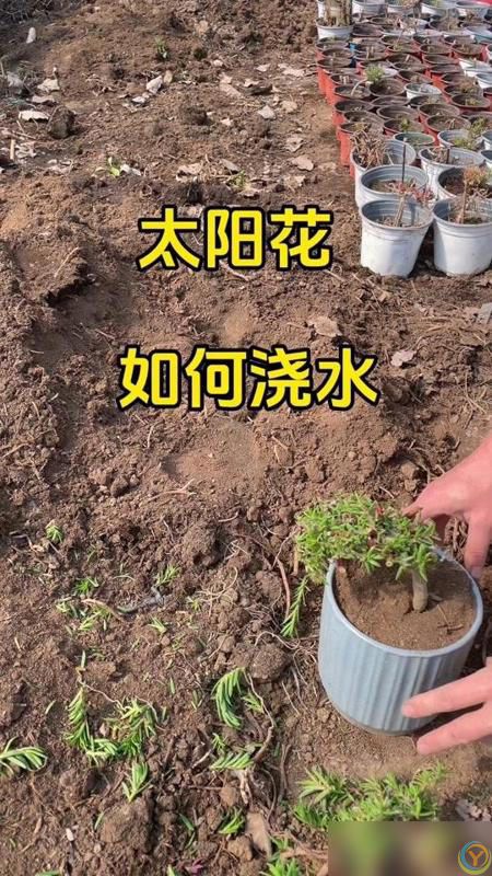 养好太阳花做好“3件事”，10天疯长爆花，盆盆上百朵