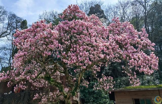 贵州一棵树活了150年，因“开花太仙”走红，拍照古韵十足