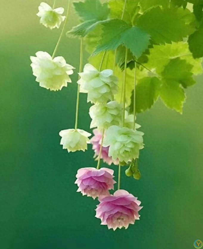 四十岁后，聪明女人这样过日子。