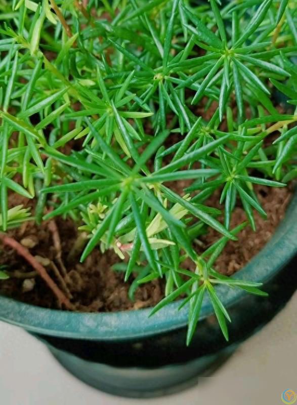 养好太阳花做好&ldquo;3件事&rdquo;，10天疯长爆花，盆盆上百朵