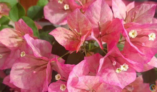 这 4 种花不怕烈日晒，越晒越盛，第3种干了也不褪色