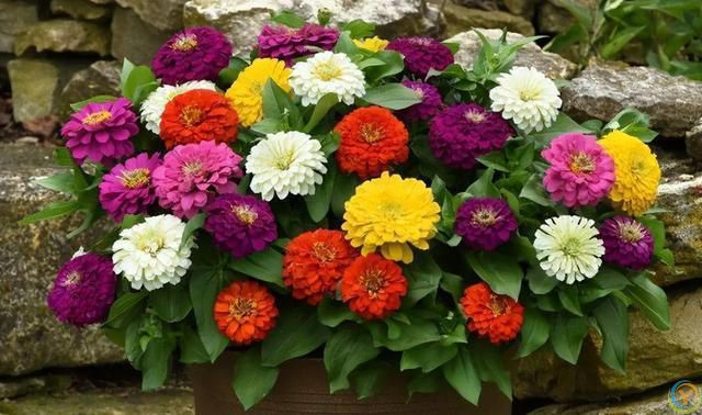 这 4 种花不怕烈日晒，越晒越盛，第3种干了也不褪色