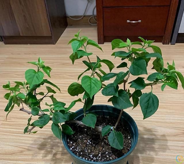 三角梅4步“催花术”，天天开成花瀑布！