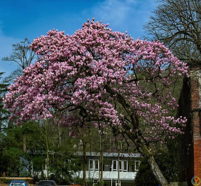 贵州一棵树活了150年，因“开花太仙”走红，拍照古韵十足