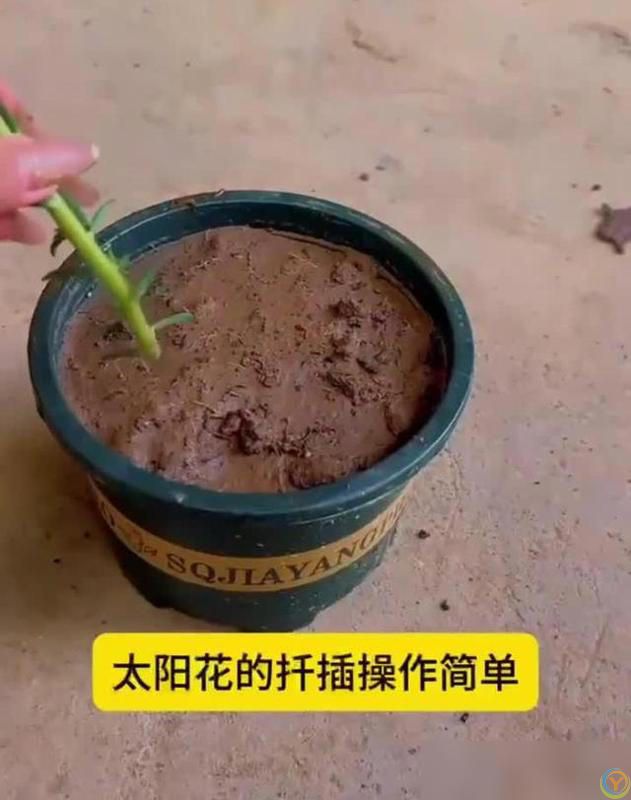 养好太阳花做好“3件事”，10天疯长爆花，盆盆上百朵