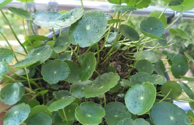 这 4 种花不怕烈日晒，越晒越盛，第3种干了也不褪色