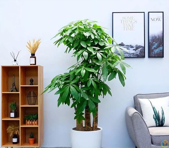 十种洋气花，要用小盆养，大盆易死亡，小盆长得旺