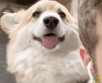 狗为啥总看窗外？这其中原因，不养狗的还真不知道！