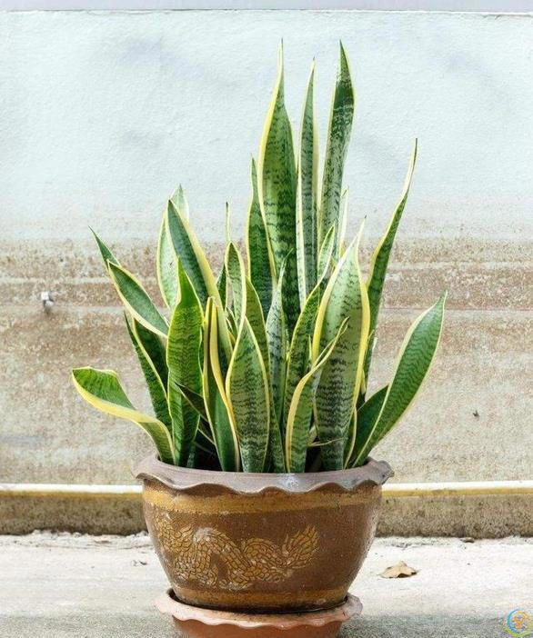 十种洋气花，要用小盆养，大盆易死亡，小盆长得旺