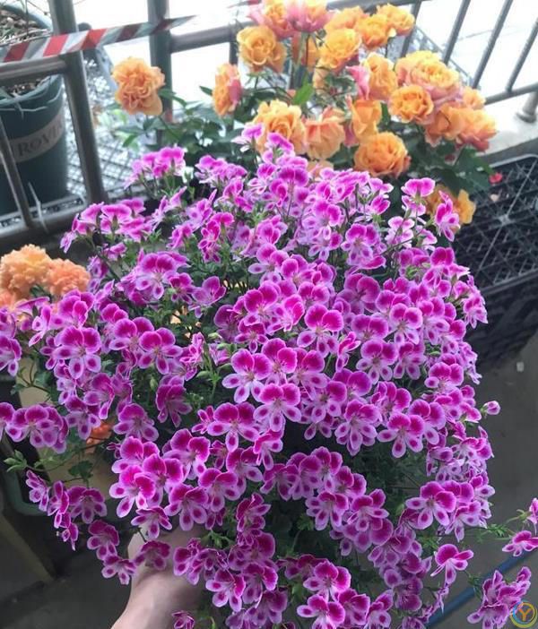 9种厉害花，早种“好处多”，养人又驱蚊，关键“很好养”