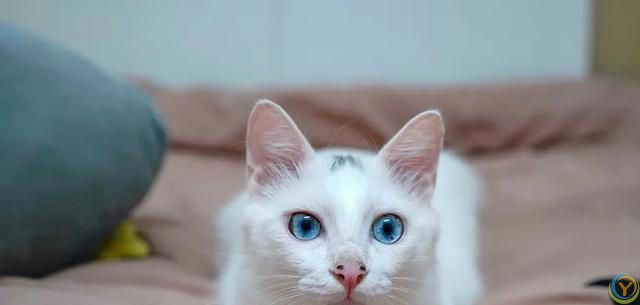 猫猫认主的十大表现，你知道吗？