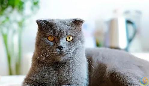 猫猫认主的十大表现，你知道吗？